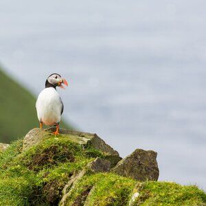 Poshmark show free shipping in closet during Live Show in Closet Only